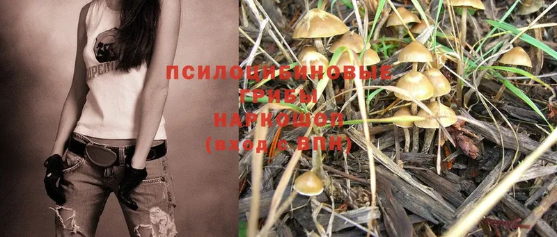 Псилоцибиновые грибы Psilocybe  магазин продажи   Липки 